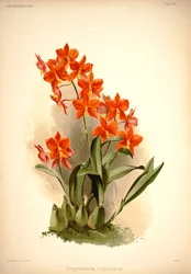Prosthechea vitellina